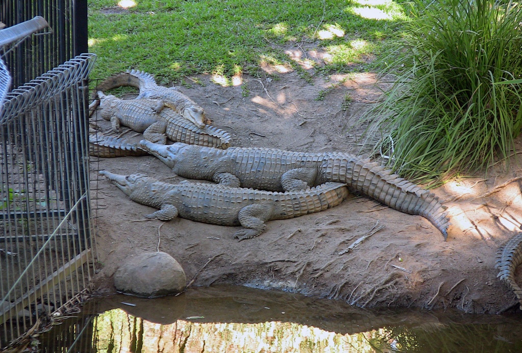 Fresh Water Crocodiles